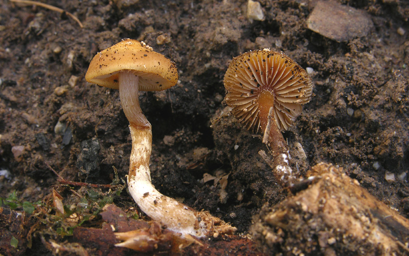 Galerina da determinare n�24.